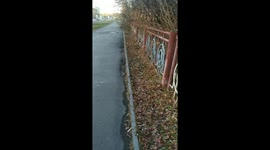 Lonely squirrel is looking for delicious food in the Russian park