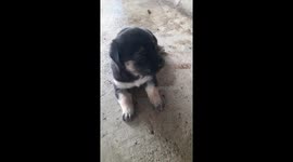 I was chilling outside the house when I decided to play with my 1 week old puppy.