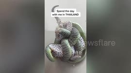 British backpacker finds snake strangling gecko on her hotel balcony