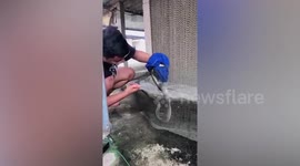 Kind resident saves snake tangled inside chicken coop net