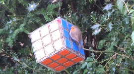 Puzzle guru builds Rubik's Cube-style feeder for birds in his garden