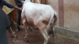 Zul hajjah qurbani video it was last year at my home the cow price was 400 usd