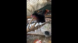 Our Sexlink hens are hardy and tough they can withstand the coldest winter temperatures without heating