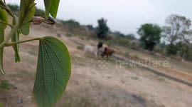 Three Bull Fight On The Field   Bullfight In Village in India .