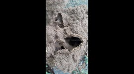 team work in termites    Termites building a mound in India .