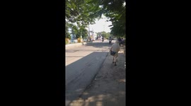 man carrying luggage in bicycle in India . Carry While Cycling