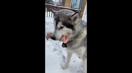 Give a dog a bone in a snowstorm and they want to bury it just like my Alaskan Malamute Sojou