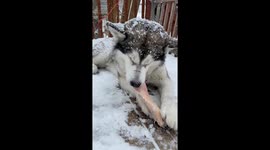 Snow storm raw beef marrowbone and Sojou our Alaskan Malamute is in heaven