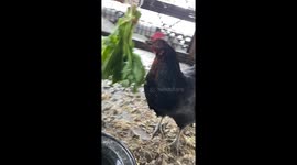 Our  three sexlink hens are a fantastic solution to the rising price of eggs