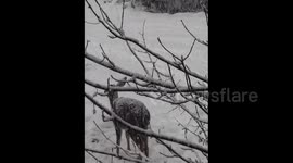 Deer relishes snowfall in Takilma, OR, USA