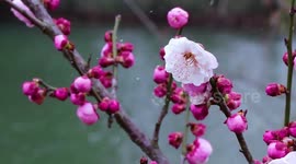 Plum Blossoms Bloom At Guanyun Plum Plantation in Lianyungang, China