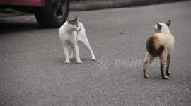 We will finish this fight in the middle of the road!!! Two cats get into a fight