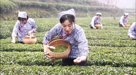 Farmers Pick Tea at the Three Gorges Tea base in Yichang, China