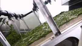 A Machine Automatically Produces The First Batch of 2023 Three Gorges Tea in Yichang, China