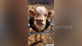 Chinese man uses baby walker to help abandoned calf learn to move