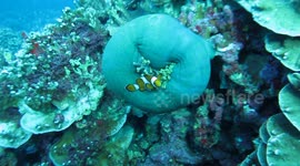 Clown fish in Gosong Laut Padang City