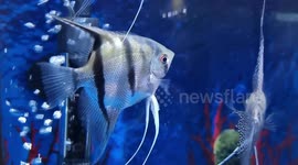Video of my beautiful angelfish without sound,can be used for various projects and etc.