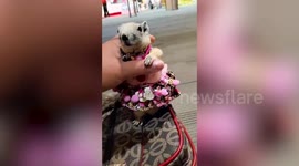 Adorable pet white squirrel dresses up in cute doll gowns