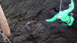 Brave official climbs into well to rescue couple of ferocious civets in India