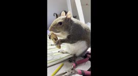 Cute squirrel is adamant about helping her friend finish her chocolate chip cookie