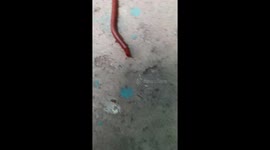 Beautiful Red Indian Millipede  In Nature .  Insects of India