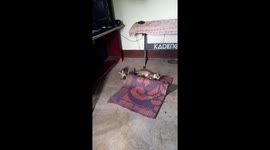 MOM CAT & KITTEN PLAY . Mom cat and two cute kitten playing in  Traditional Jute Chatai Mat