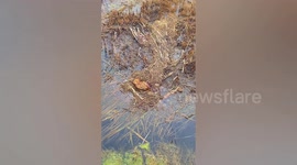 Passerby rescues kitten trapped in ditch by ‘fishing’ it back to shore in China