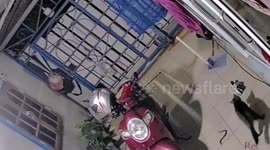 Vigilant pet cat fights snake to keep it from reaching owner