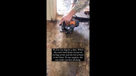 Middle child becomes hero after digging under floor to rescue dog's surprise litter of puppies