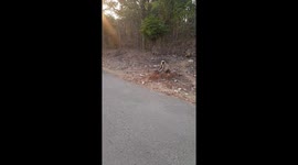 Monkey funny moment recorded on camera.    funny monkey and street dog on the road funny moment