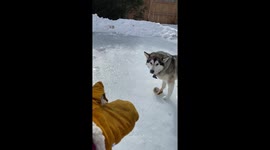 My Alaskan Malamute  Sojou is a thief out smarting me to steal my suede glove