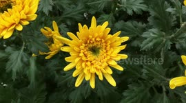 Asteraceae, Compositae, aster, daisy, composite, sunflower family
