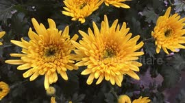 Asteraceae, Compositae, aster, daisy, composite, sunflower family