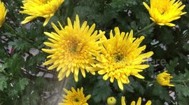 Asteraceae, Compositae, aster, daisy, composite, sunflower family