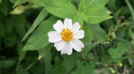 Bidens pilosa, hitch hikers, black-jack, beggarticks,  tsine