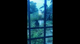 Angry birds pecking my glass window  .a bird keeps hitting on  window