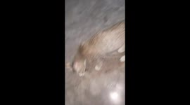 The cat attack a grasshopper insect in garden . Animal life