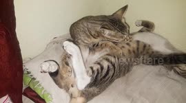 The cat is licking the other cat hard at home at night in India