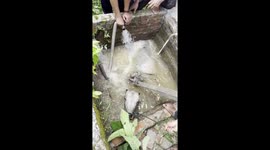 Cow and herdsmen rescued after falling into a 17-foot-deep well covered with grass in Indonesia (2 of 3)