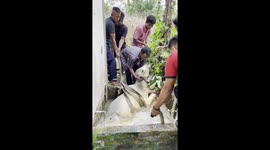 Cow and herdsmen rescued after falling into a 17-foot-deep well covered with grass in Indonesia (3 of 3)