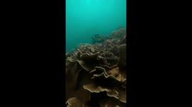 Freediving in Siargao Island, Philippines