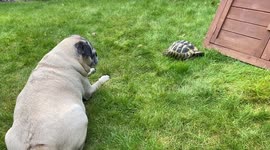 Two pug dogs curious about seeing tortoise for the first time