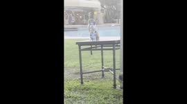 Monkey knocks over water bottle and gets a shock when the water falls on him!