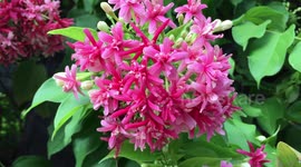 Combretum indicum, Rangoon creeper, Su quan tu