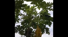 Beautiful  Squirrel sitting outside on a papaya tree in India  .