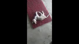Sweet tiny little kitten  playing red mat in house in India .