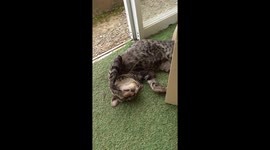 I was chilling in one of the resorts here in my country at Davao del Sur, Philippines when I noticed this cat sleeping soundly at the corner. It's been 1 hour since I saw him sleeping soundly. People who are passing by cannot help but to laugh seeing this