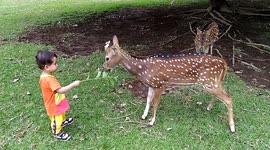 Two-year-old boy calmly feeds tame deer in Indonesia