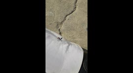 Angry Ant Ain't letting me study in my college as I was sitting near her home.