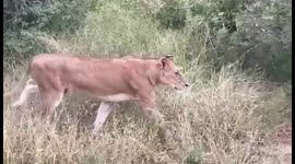 Baby giraffe kicks hunting lion twice after it jumped on its back